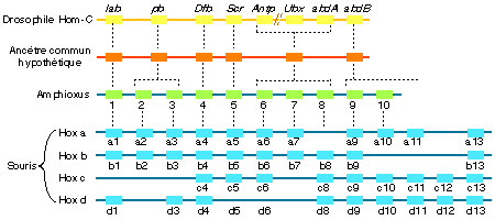 Evolution des gènes homéotiques Hox et Hom-C à partir d'un ancètre commun hypothétique