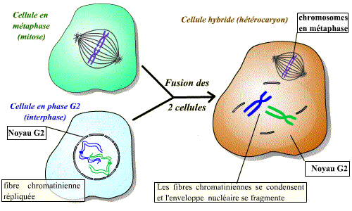 Cellule Somatique Definition Facile