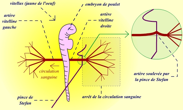 Expérience de différenciation des vaisseaux sanguins de l'embryon de poulet