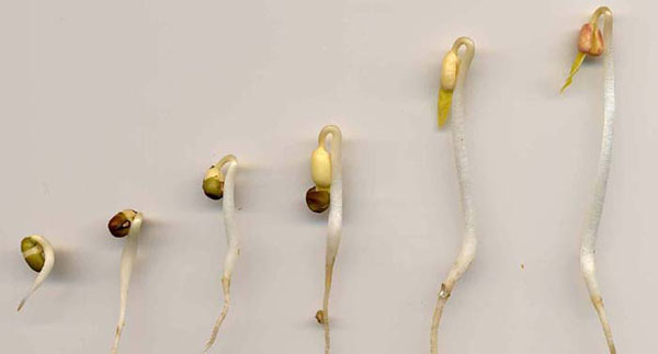 Plusieurs stades de la germination de soja