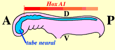 Expression de Hox A1 le long du tube neural d'un embryon de souris
