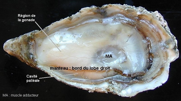 anatomie interne d'une huitre en période de reproduction