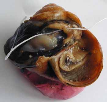 Dissection coeur escargot : emplacement du coeur