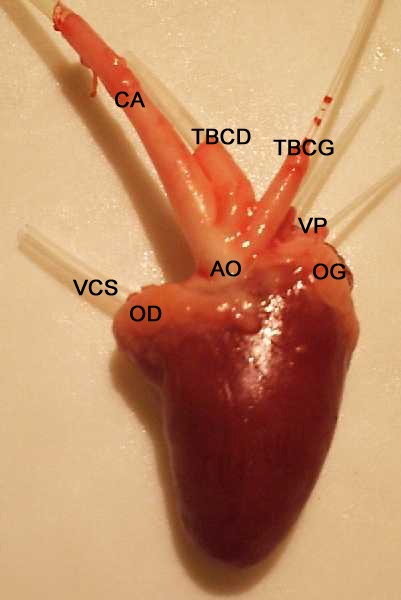 Vue externe légendée d'un coeur de poulet après introduction de cathéters