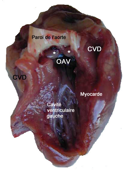 Cavité intérieur du ventricule gauche du coeur de poulet