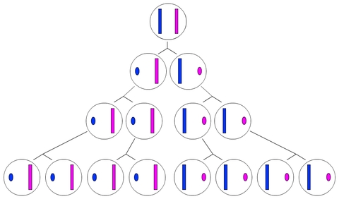 Schéma illustrant l'inactivation d'un chromosome X
