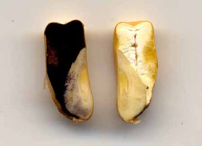 Coupe longitudinale d'un grain de maïs coloré au lugol