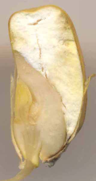 Section longitudinale d'un caryopse de maïs