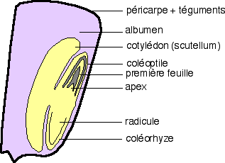 Schéma d'interprétation d'une coupe longitudinale d'un grain de maïs coloré au lugol