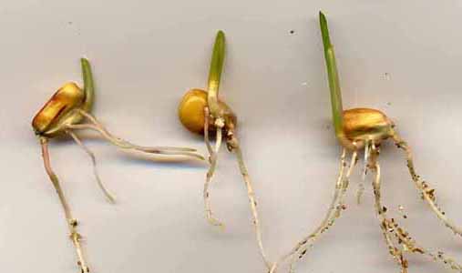 Trois étapes de la germination d'un grain de maîs à la lumière