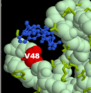 Protéase mutée du VIH-1 associée de manière plus lâche au saquinavir.
