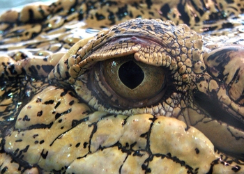Oeil de crocodile, vertébré reptile.
