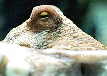 Oeil d'une pieuvre, mollusque céphalopode