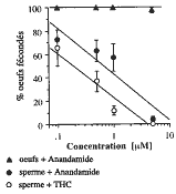 effet de l'Anandamide et du THC sur les capacités de fertilisation de l'oursin