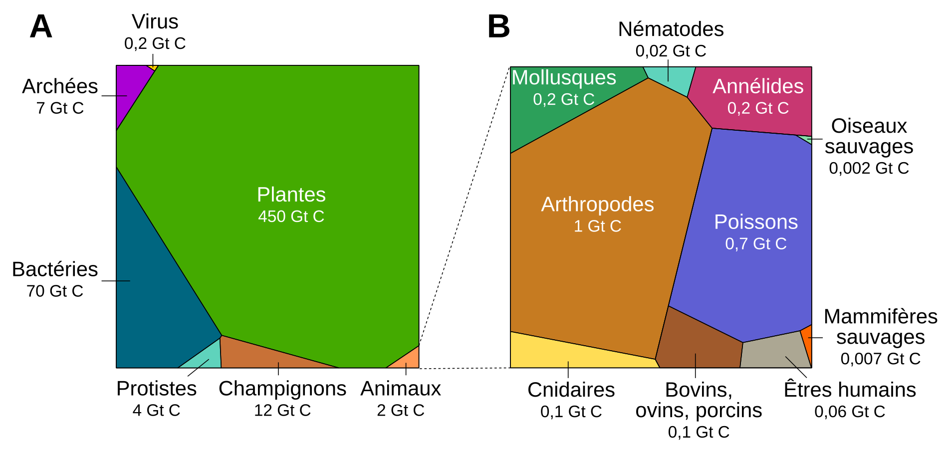 La répartition de la biomasse sur Terre | Planet-Vie
