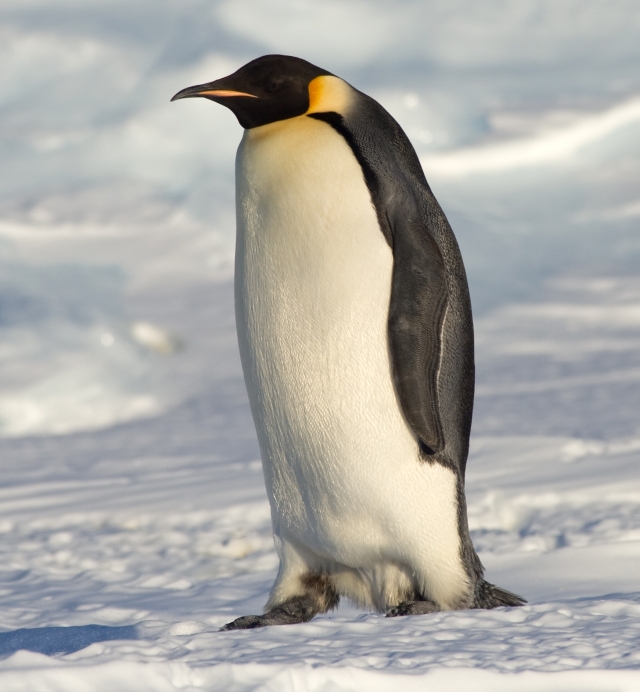 Ne plus confondre] Manchots et pingouins