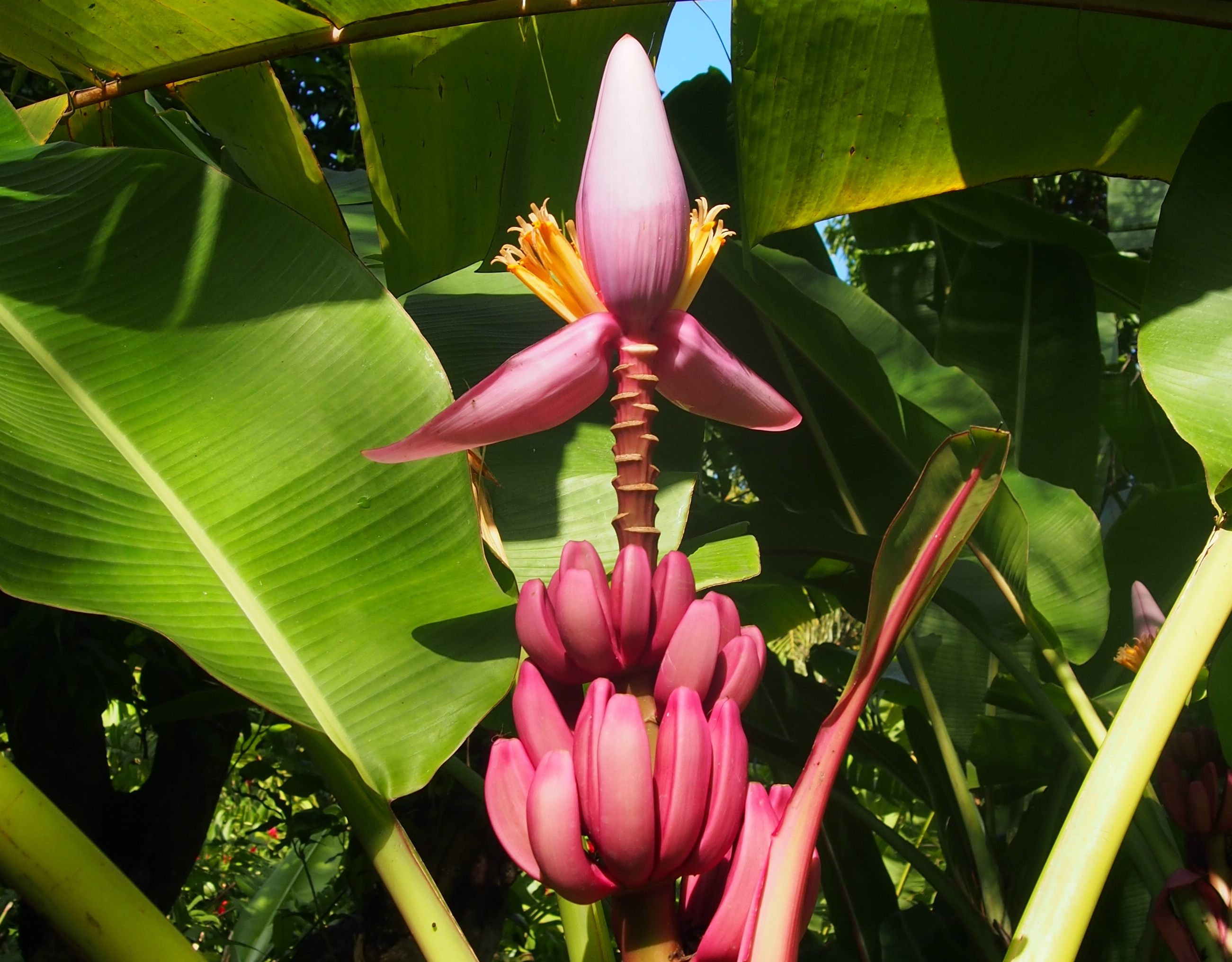 Mille Et Une Bananes Planet Vie