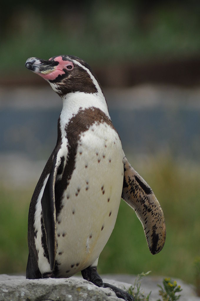 Pingouin ou manchot, quelle différence ?