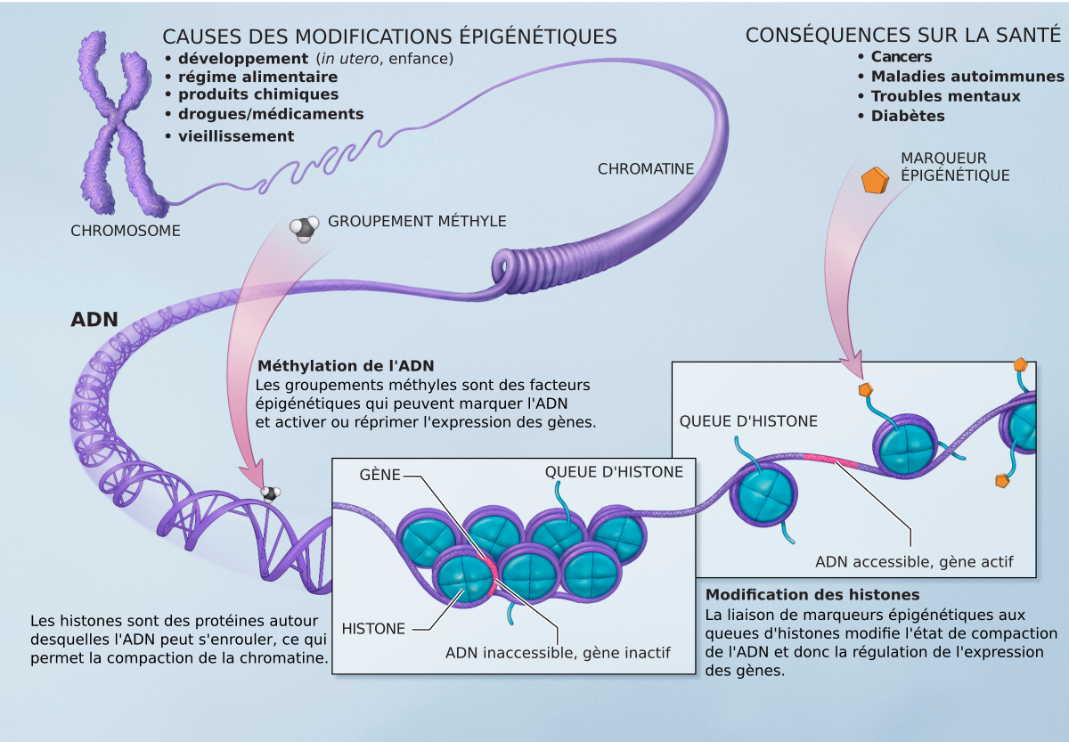  Épigénétique et cancers hormonodépendants : acétylation et  signalisation estrogénique dans les cancers du sein