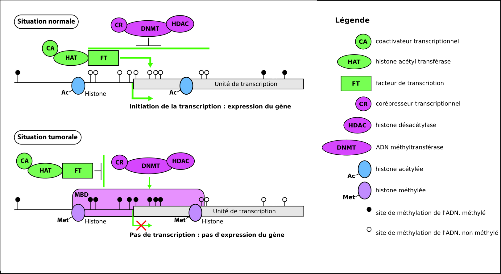 Modification des histones et épigénétique - Rôle de la chromatine dans la  transcription I. Structure - Studocu