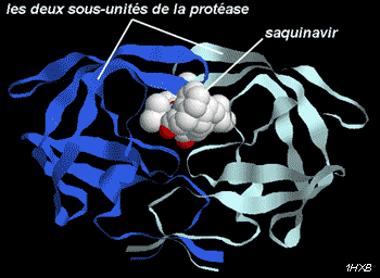 Fixation du saquinavir au niveau du site actif de la protéase du VIH (à l'interface entre les deux sous-unités)