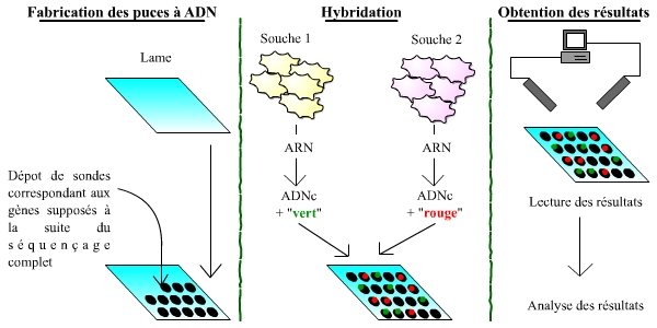 le séquençage des génomes