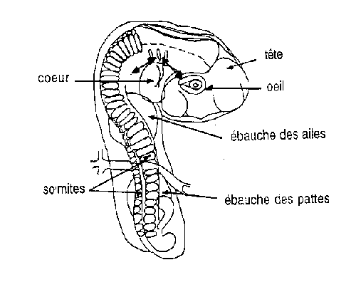 Schéma d'un embryon d'oiseau