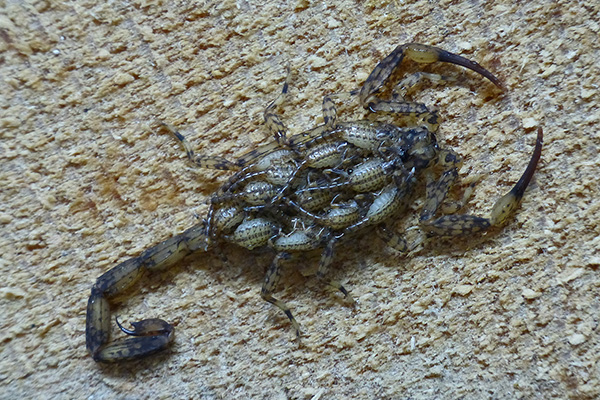 Scorpion avec des jeunes sur le dos