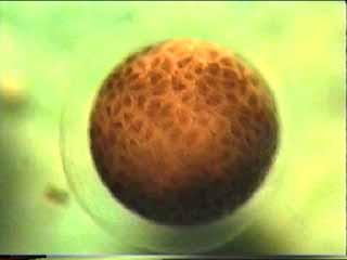 Segmentation Ambystoma stade 256 cellules