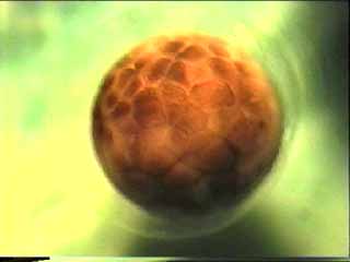 Segmentation Ambystoma stade 32-64 cellules