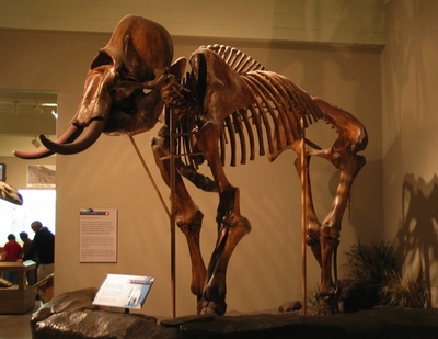 Squelette d'un mammouth laineux