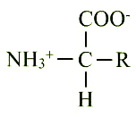 Structure generale d'un acide aminé