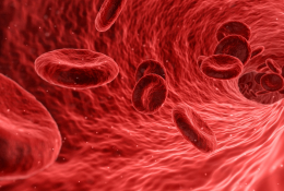 Globules rouges - Image de synthèse
