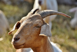 Chèvre