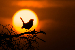 Oiseau et coucher de soleil