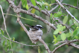Gobemouche noir (Ficedula hypoleuca) dans son nid