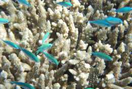 Faune sous-marine de la Grande Barrière de Corail