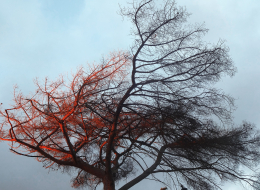 arbre exposé au vent