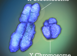 Chromosomes X et Y