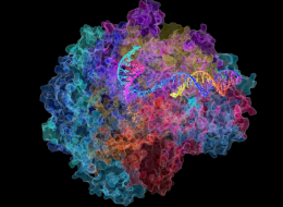 ARN polymérase II