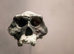 Crâne d'Australopithecus afarensis
