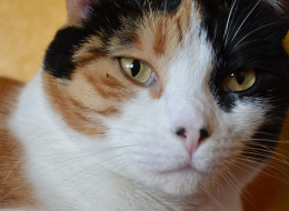 Calico cat female