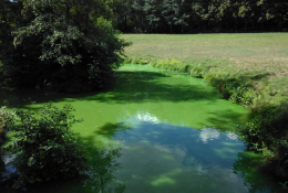 Prolifération algale dans un plan d'eau en Maine-et-Loire