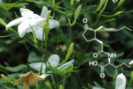 Jasminum officinale et molécule de jasmonoyl-isoleucine