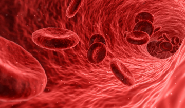 Globules rouges - Image de synthèse