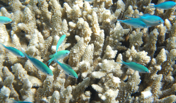Faune sous-marine de la Grande Barrière de Corail