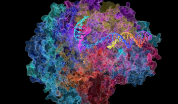 ARN polymérase II