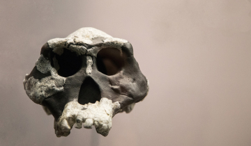 Crâne d'Australopithecus afarensis