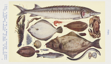 Des « poissons » selon Le livre d'économie domestique par Mrs Beeton