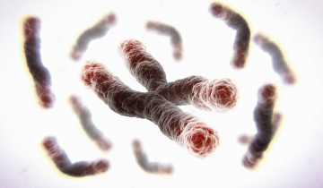 Chromosomes et télomères (vue d'artiste)